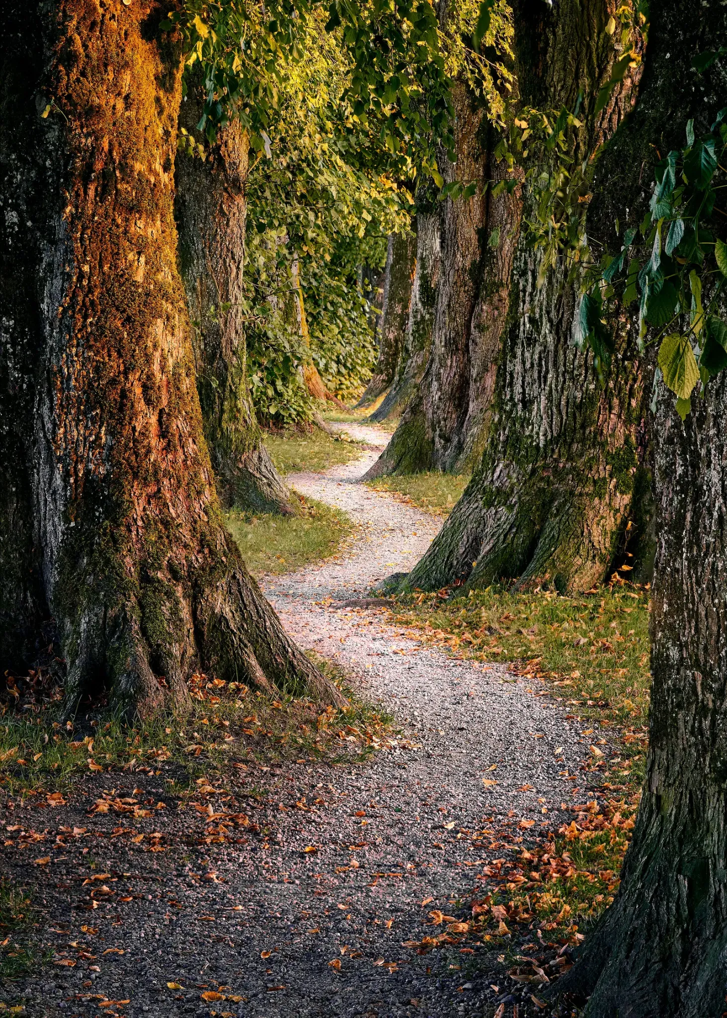 A winding path beneath mature trees.