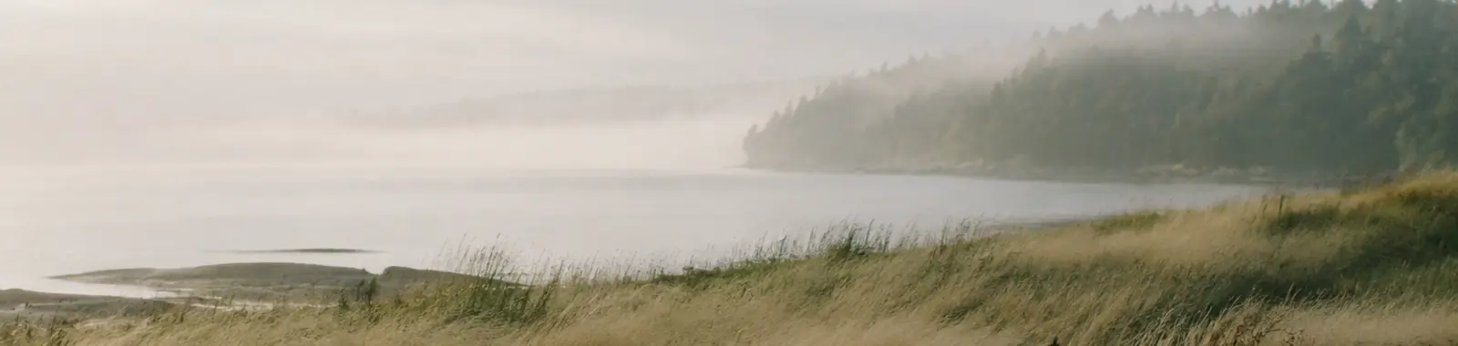 Misted evergreen islands and coastal grasses along the Pacific Northwest shoreline.