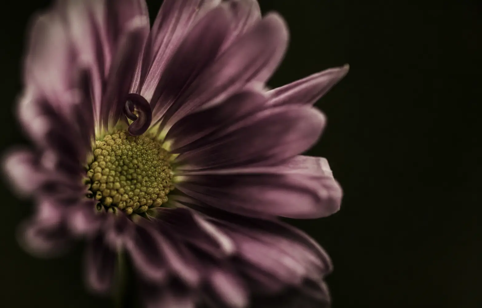 A muted aubergine flower shown in close detail against a deep background.