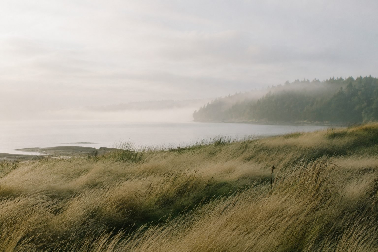 Misty coastal meadow beside calm water.